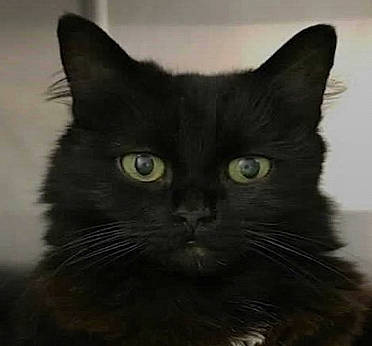 Marge joined the competition — help win amazing prizes! black_cat, bombay, carnivore, cat, domestic_short_haired_cat, eye, felidae, fur, head, small_to_medium_sized_cats, snout, terrestrial_animal, whiskers, window