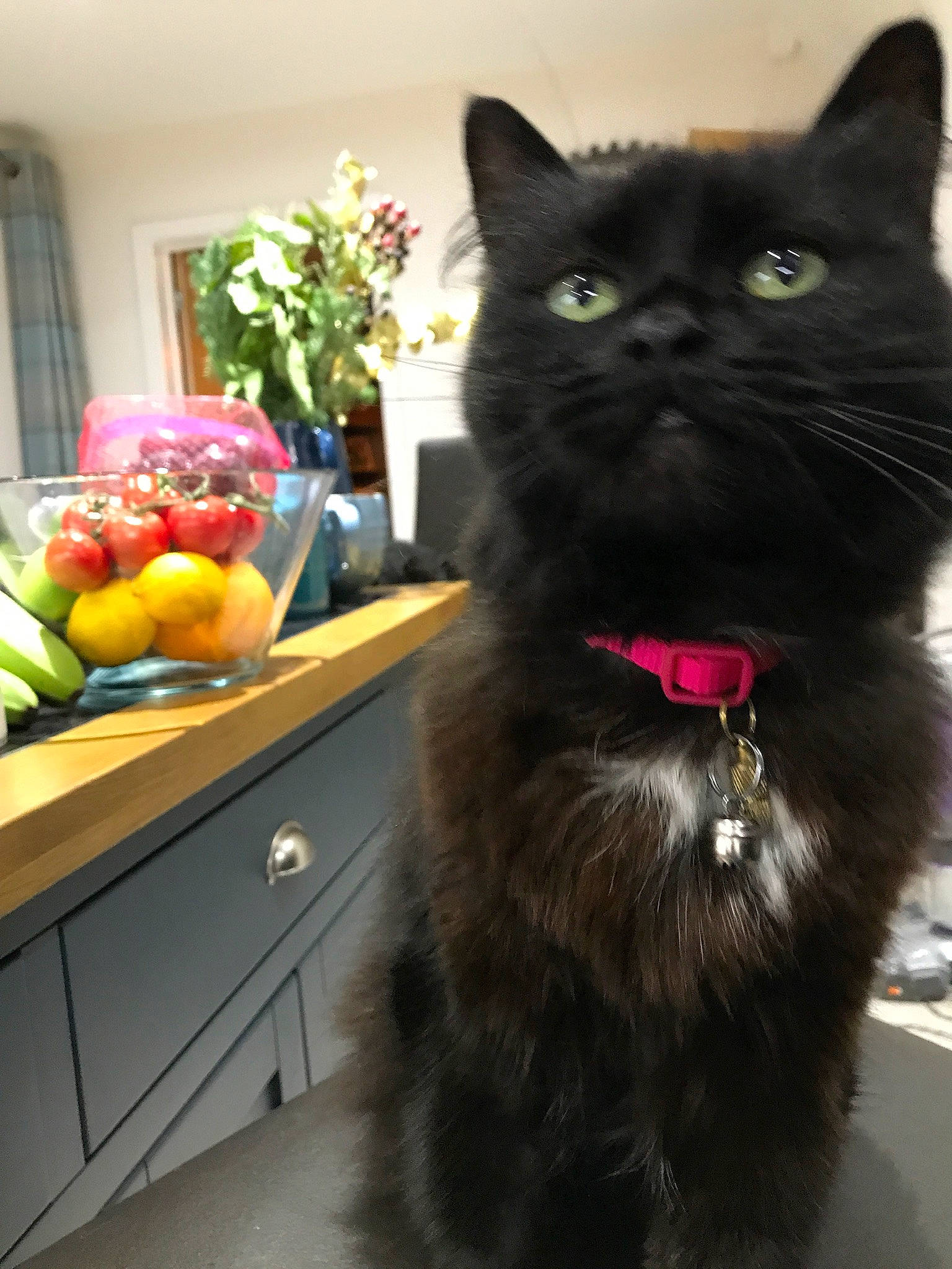 Marge is registered to the contest to win money with this photo: black_cat, cabinetry, carnivore, cat, domestic_short_haired_cat, drawer, felidae, flower, flowerpot, fruit, fur, houseplant, plant, saba_banana, small_to_medium_sized_cats, snout, table, tail, whiskers, yellow