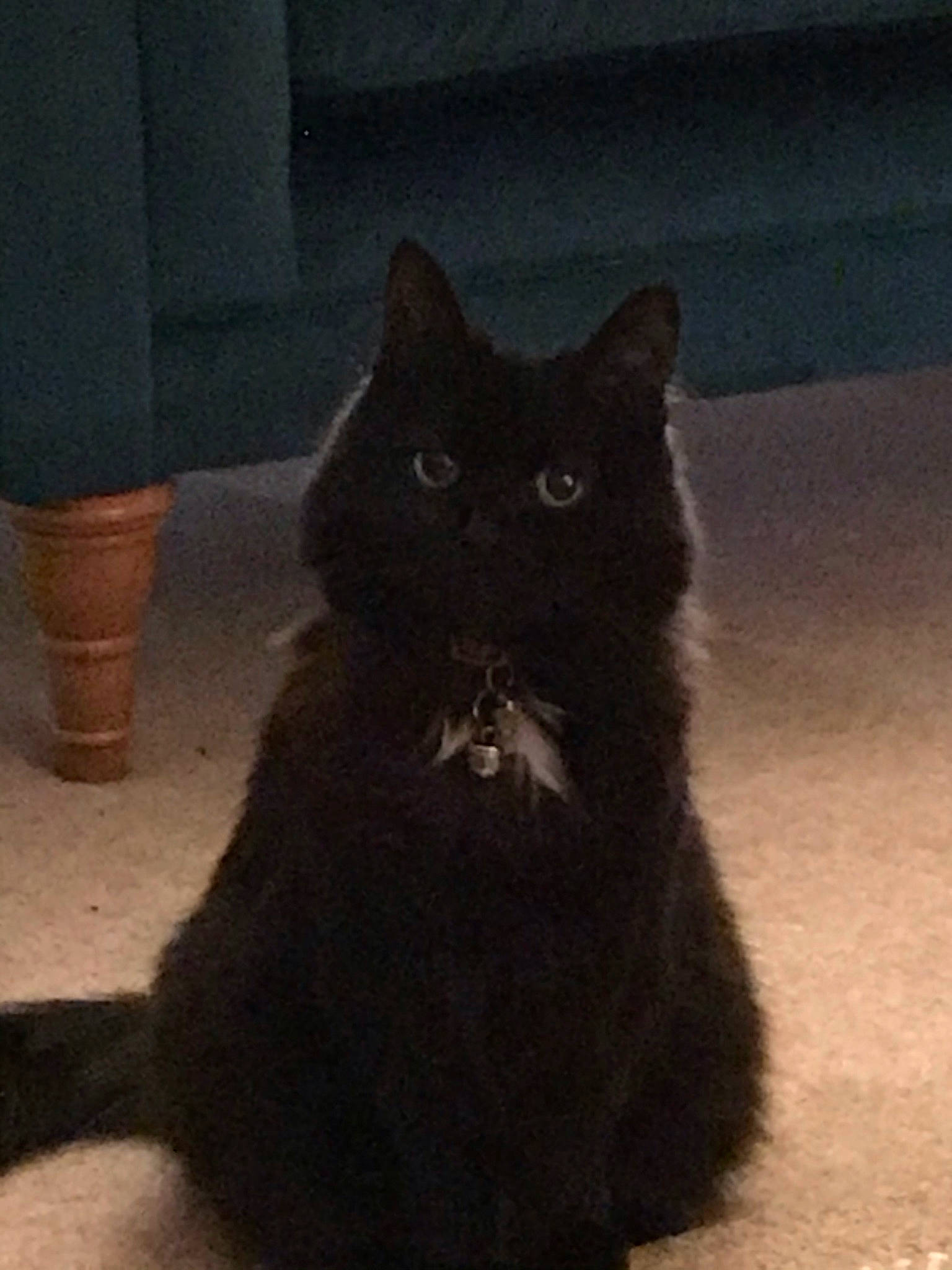 Marge joined the competition — help win amazing prizes! automotive_tire, black_cat, british_longhair, carnivore, cat, comfort, domestic_short_haired_cat, felidae, flooring, flowerpot, grey, paw, small_to_medium_sized_cats, snout, tail, terrestrial_animal, tints_and_shades, tire, whiskers, window