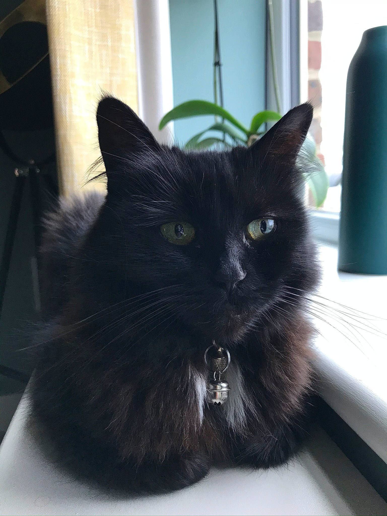 Marge joined the competition — help win amazing prizes! black_cat, bombay, carnivore, cat, claw, comfort, domestic_short_haired_cat, eye, felidae, fur, small_to_medium_sized_cats, snout, tail, terrestrial_animal, whiskers, window
