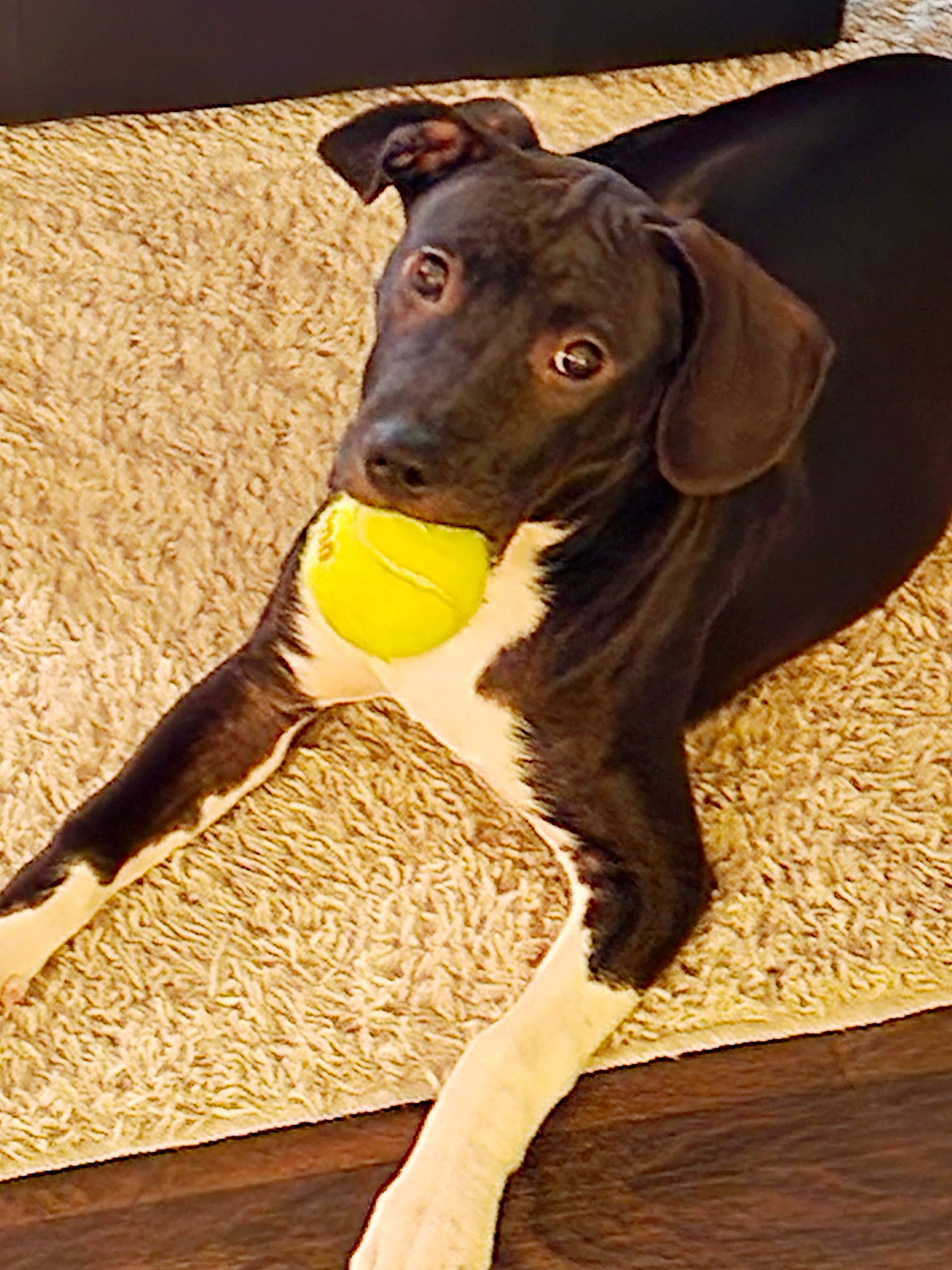 Boots joined the competition — help win amazing prizes! ball, canidae, carnivore, collar, companion_dog, dog, dog_breed, dog_collar, dog_supply, fawn, flooring, human_leg, liver, pet_supply, snout, sporting_group, tail, tennis_ball, thigh, working_animal