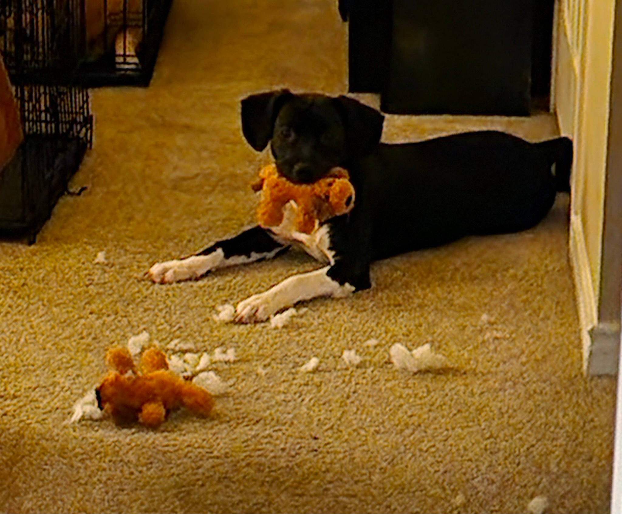 Boots joined the competition — help win amazing prizes! carnivore, comfort, companion_dog, dog, dog_breed, fawn, floor, flooring, foot, fur, guard_dog, hardwood, human_leg, paw, sitting, snout, sporting_group, tail, wood, working_animal