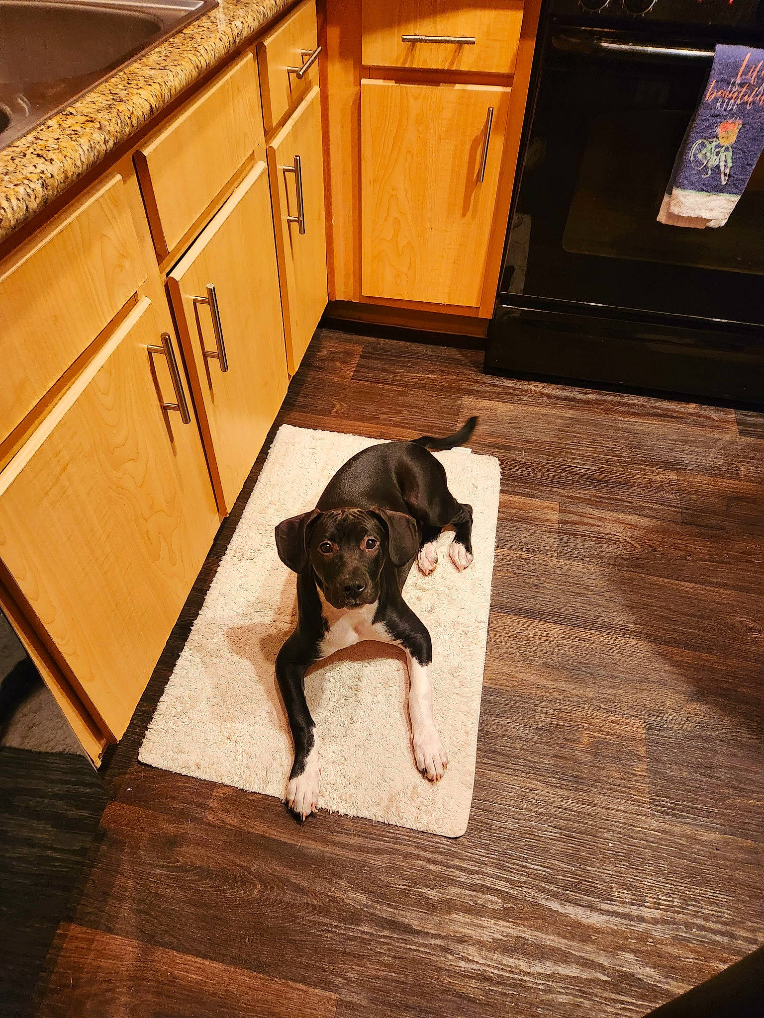 Boots joined the competition — help win amazing prizes! black, brown, cabinetry, carnivore, chest_of_drawers, companion_dog, cupboard, dog, dog_breed, drawer, dresser, fawn, floor, flooring, hardwood, laminate_flooring, varnish, wood, wood_stain, working_animal