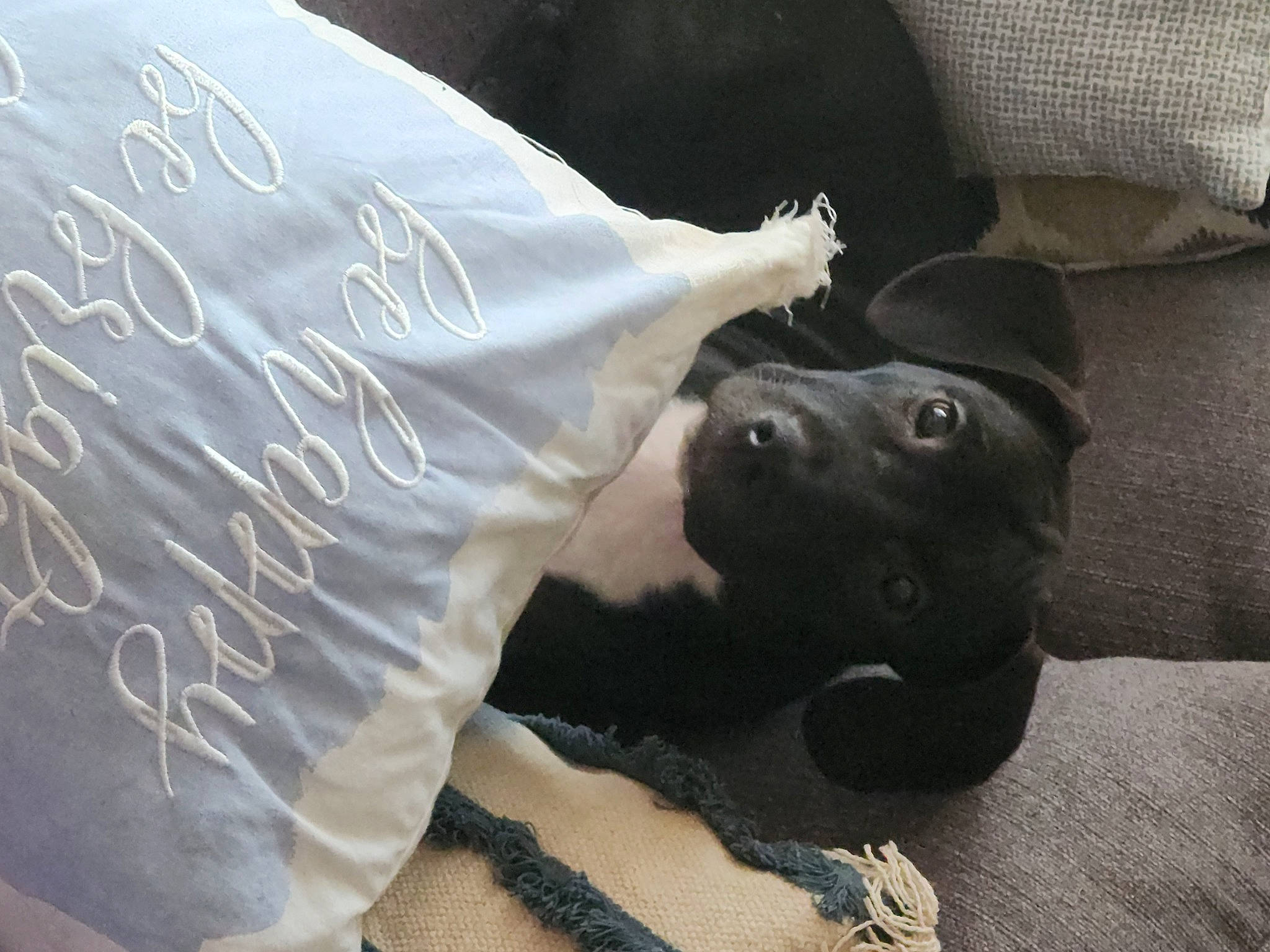 Boots is registered to the contest to win money with this photo: borador, canidae, carnivore, comfort, companion_dog, couch, dog, dog_breed, fawn, fur, guard_dog, linens, non_sporting_group, puppy, snout, sporting_group, tail, terrestrial_animal, whiskers, working_animal