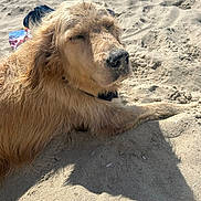 Luna participe au concours pour gagner de l'argent avec cette photo : animal, beach, canine, closeup, daytime, dog, fur, golden_retriever, lying_down, nature, outdoor, paw, pet, relaxed, resting, sand, snout, summer, sunlight, sunshine