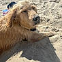 animal, beach, canine, closeup, daytime, dog, fur, golden_retriever, lying_down, nature, outdoor, paw, pet, relaxed, resting, sand, snout, summer, sunlight, sunshine