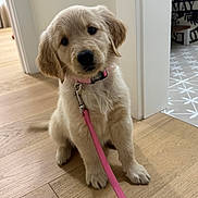 Beckley is registered to the contest to win money with this photo: adorable, animal, brown_eyes, collar, cute, dog, ears, fluffy, fur, golden_retriever, home, indoors, leash, nose, pet, pink_leash, portrait, puppy, sitting, wooden_floor