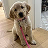 adorable, animal, brown_eyes, collar, cute, dog, ears, fluffy, fur, golden_retriever, home, indoors, leash, nose, pet, pink_leash, portrait, puppy, sitting, wooden_floor