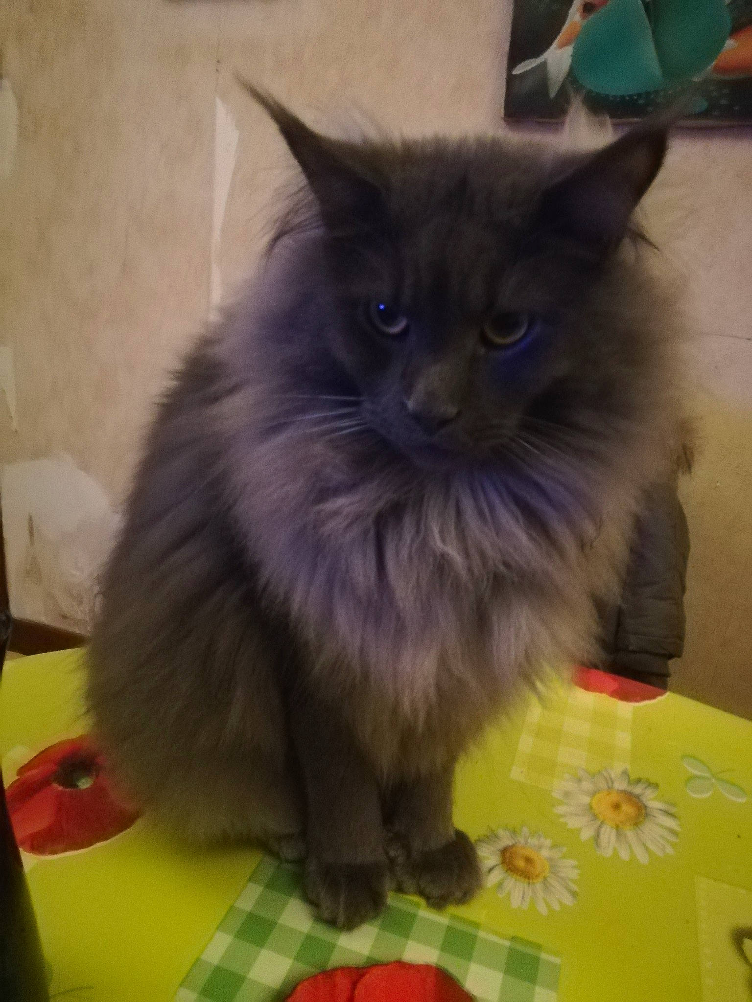 Radjah a rejoint le concours — aidez-le/la à gagner de superbes lots ! black_cat, british_longhair, carnivore, cat, claw, electric_blue, fawn, felidae, flooring, fur, pattern, paw, plaid, ragdoll, small_to_medium_sized_cats, snout, tail, tartan, whiskers, yellow