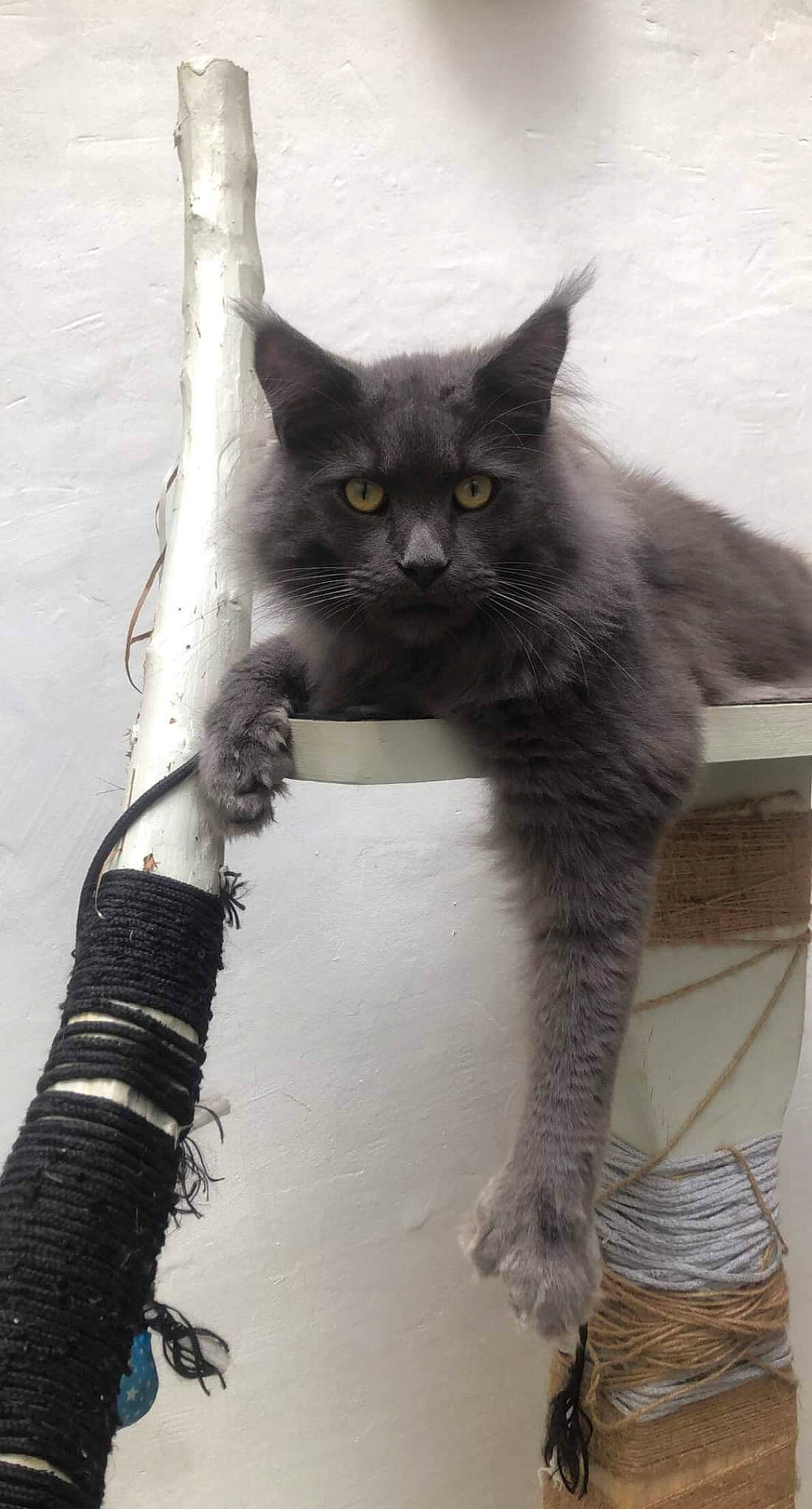 Radjah participe au concours pour gagner de l'argent avec cette photo : black_cat, carnivore, cat, cat_furniture, cat_supply, claw, domestic_short_haired_cat, eye, felidae, fur, grey, iris, monochrome_photography, paw, small_to_medium_sized_cats, snout, tail, tree, whiskers, window