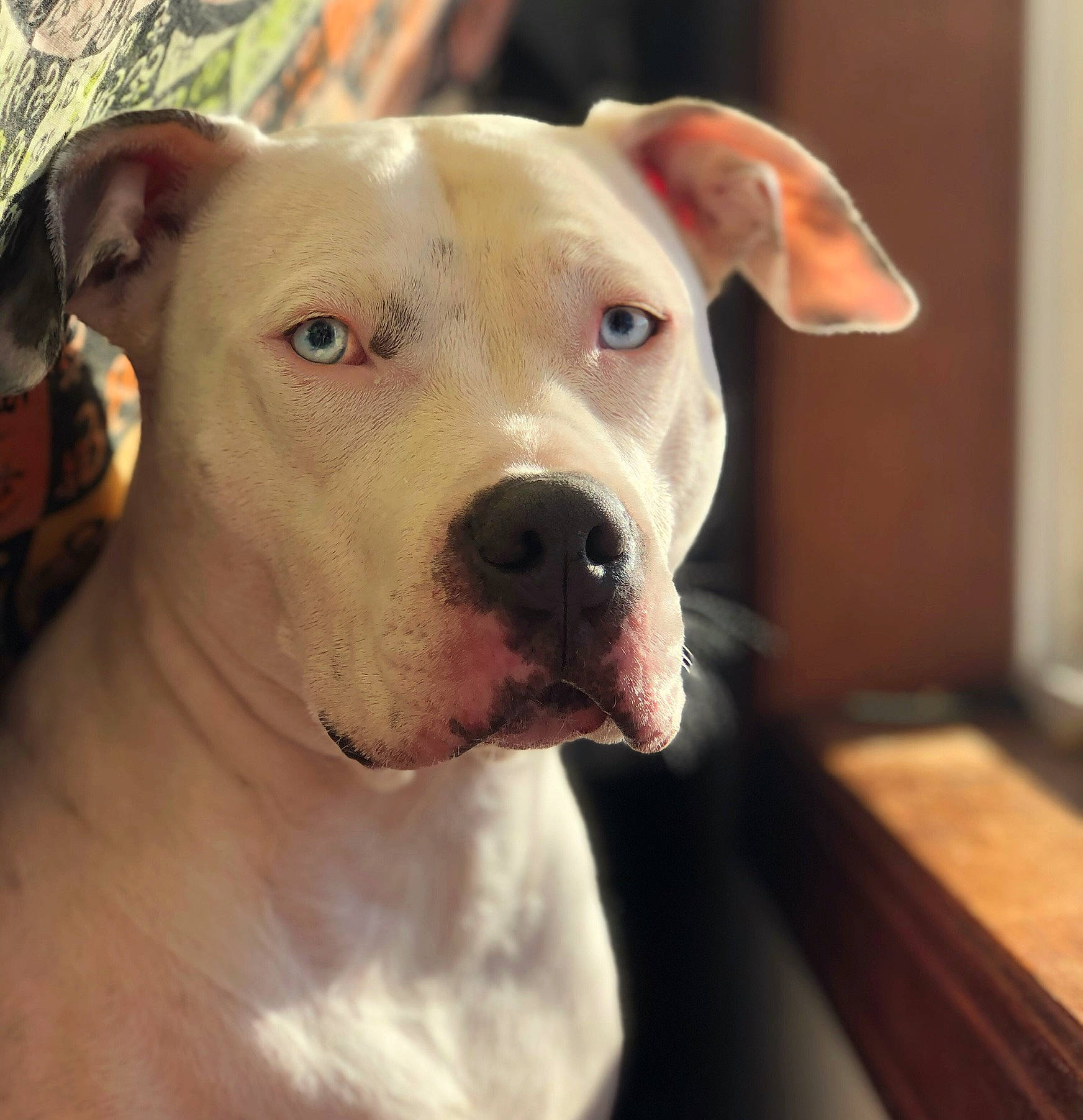 Lucy joined the competition — help win amazing prizes! canidae, carnivore, collar, companion_dog, dog, dog_breed, dog_collar, dogo_argentino, dogo_guatemalteco, ear, fawn, head, metal, pet_supply, snout, sporting_group, terrestrial_animal, whiskers, wood, working_animal