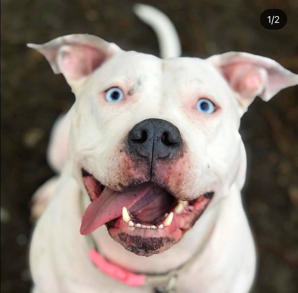 Lucy joined the competition — help win amazing prizes! ancient_dog_breeds, canidae, carnivore, close_up, collar, companion_dog, dog, dog_breed, dog_collar, ear, fang, fawn, fur, non_sporting_group, snout, sporting_group, terrestrial_animal, whiskers, working_animal, working_dog