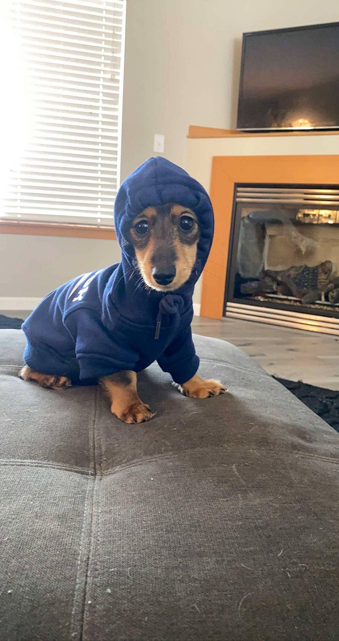 Daphne joined the competition — help win amazing prizes! canidae, carnivore, companion_dog, dog, dog_breed, electric_blue, floor, flooring, grey, hearth, picture_frame, sitting, snout, sporting_group, window, window_blind, wood, wood_burning_stove, working_animal, working_dog