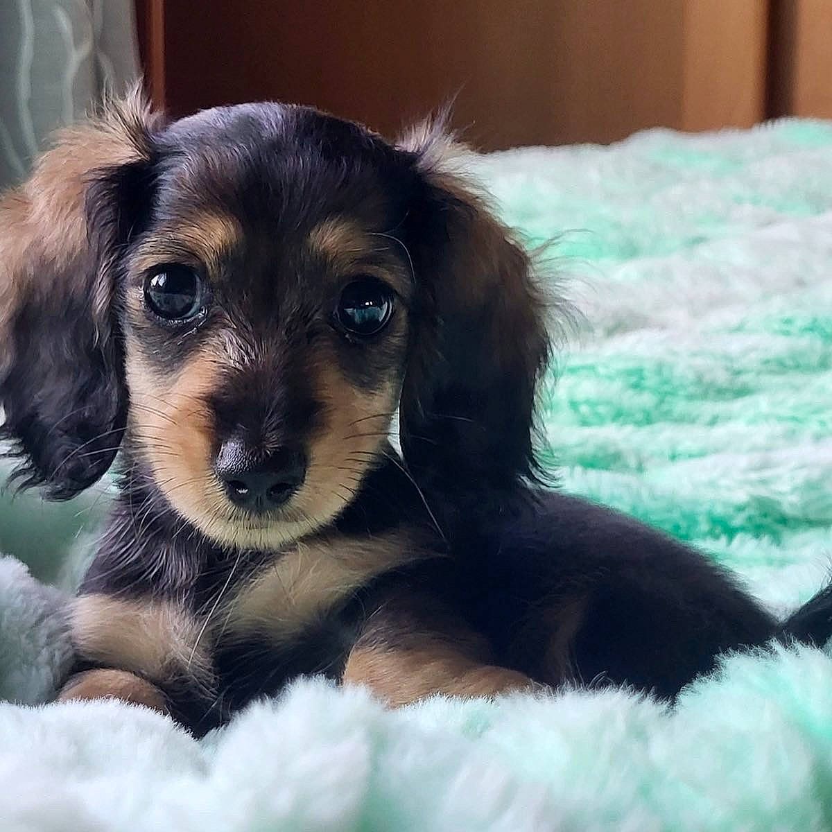 Daphne joined the competition — help win amazing prizes! canidae, carnivore, clock, companion_dog, dog, dog_breed, dog_supply, fur, toy_dog, whiskers, working_dog