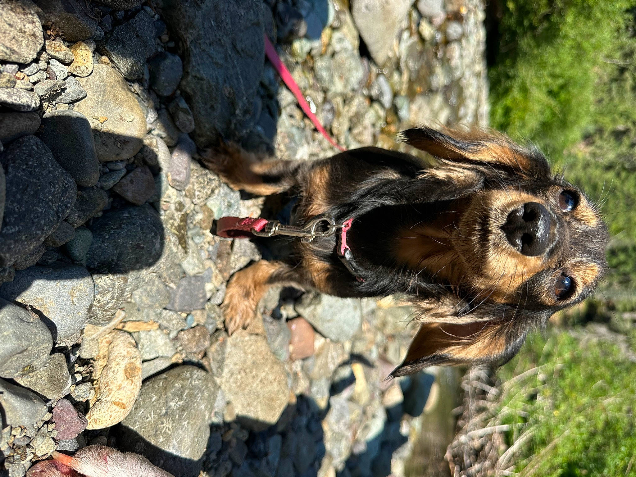 Daphne joined the competition — help win amazing prizes! arthropod, bat, beak, bedrock, claw, dog_breed, fawn, insect, invertebrate, palm_tree, perching_bird, pest, plant, recreation, rock, soil, terrestrial_animal, wildlife, wood, working_animal