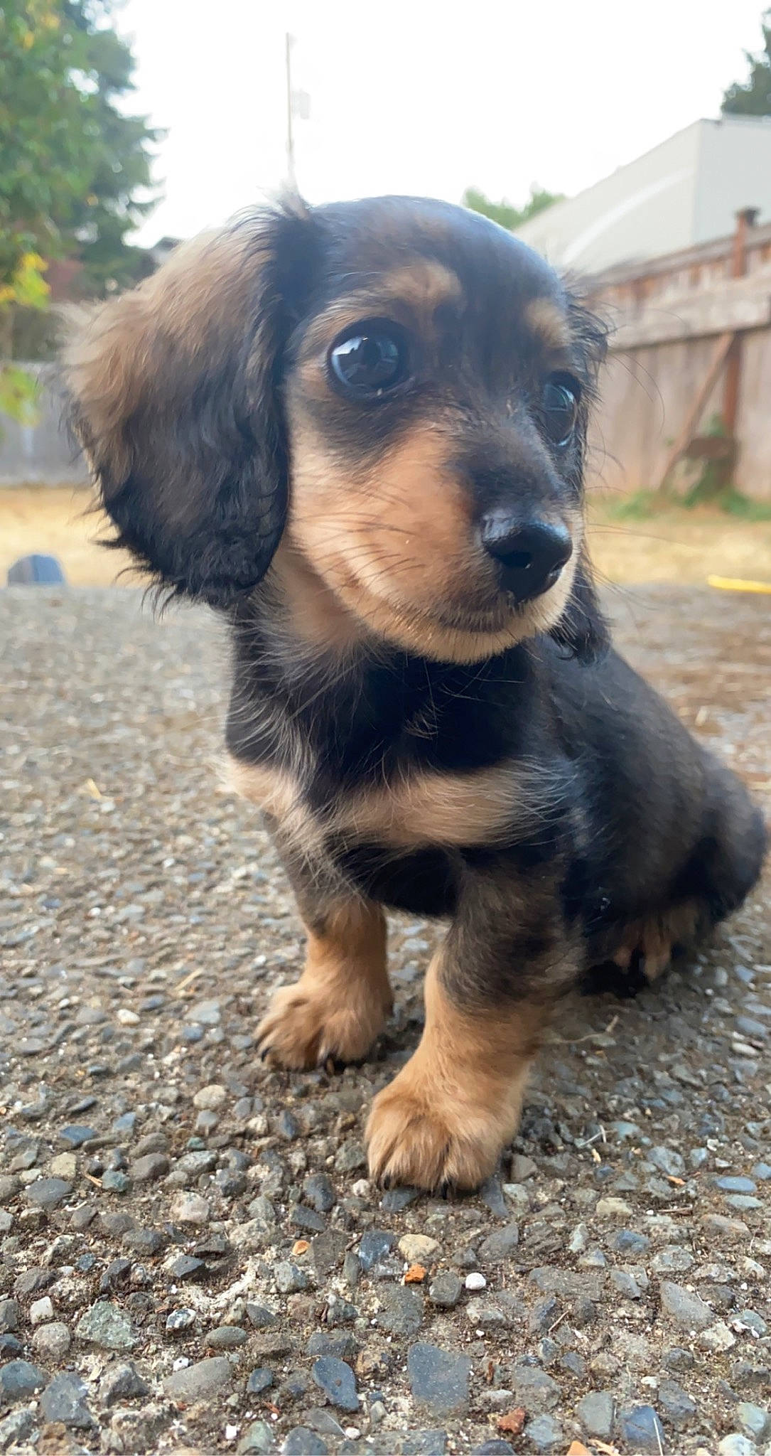 Daphne is registered to the contest to win money with this photo: canidae, carnivore, companion_dog, dog, dog_breed, fawn, fur, hunting_dog, liver, plant, snout, sporting_group, terrestrial_animal, whiskers, working_animal, working_dog