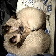 Thomas And Duchess joined the competition — help win amazing prizes! animal, blanket, cat, companion, cozy, curled_up, cute, domestic_animal, fur, indoors, kitten, nap, pet, resting, siamese, sleeping, snuggling, soft, two_animals, warm