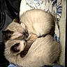 animal, blanket, cat, companion, cozy, curled_up, cute, domestic_animal, fur, indoors, kitten, nap, pet, resting, siamese, sleeping, snuggling, soft, two_animals, warm