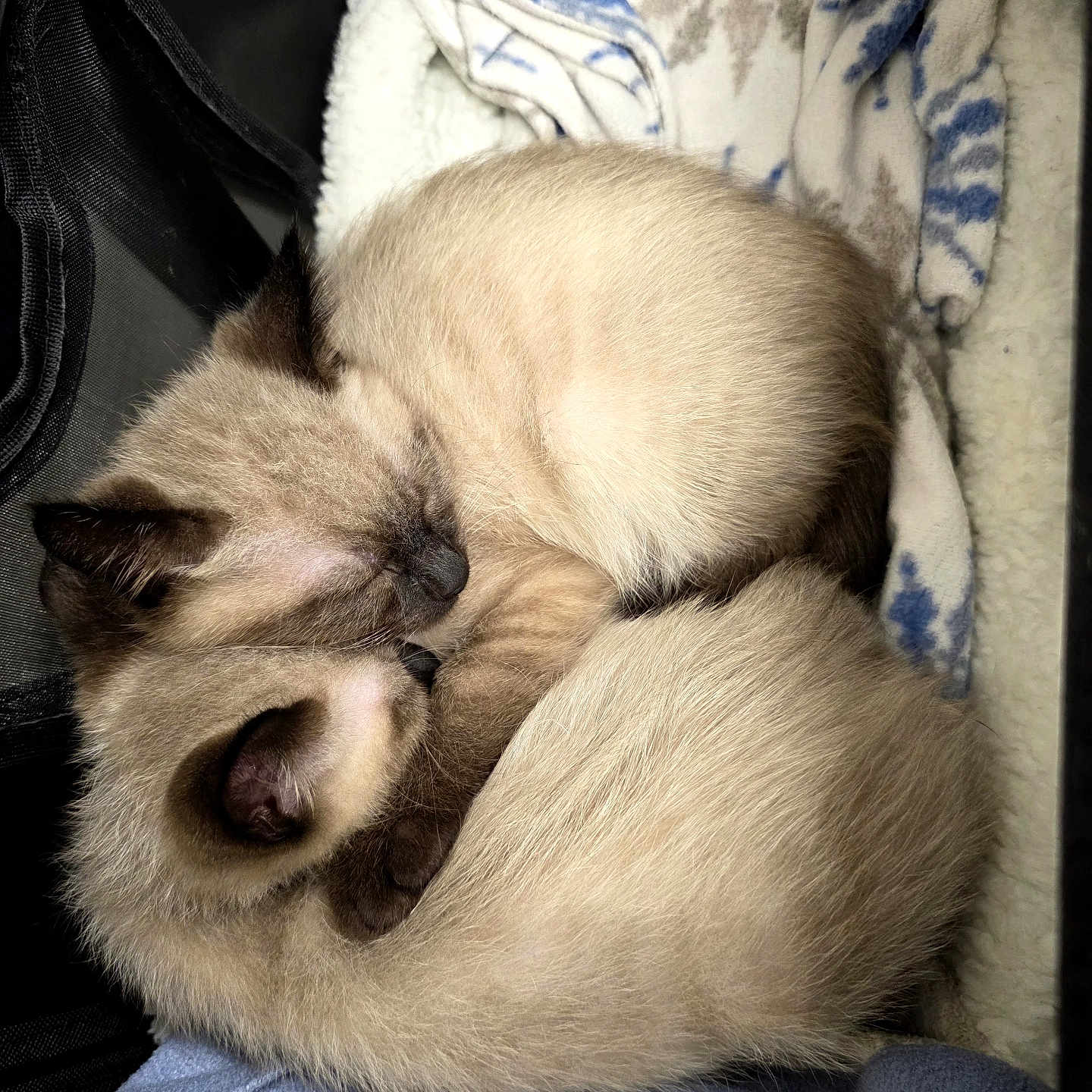 Thomas And Duchess