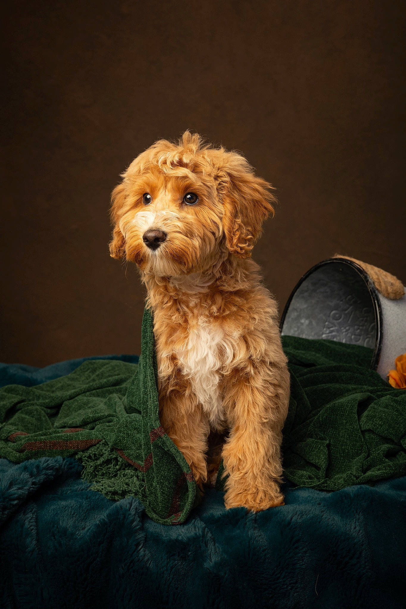 Sir Simba is registered to the contest to win money with this photo: canidae, carnivore, companion_dog, dog, dog_breed, dog_clothes, dog_supply, fawn, fur, liver, maltepoo, poodle_crossbreed, small_terrier, snout, sporting_group, terrier, toy, toy_dog, water_dog, yorkipoo