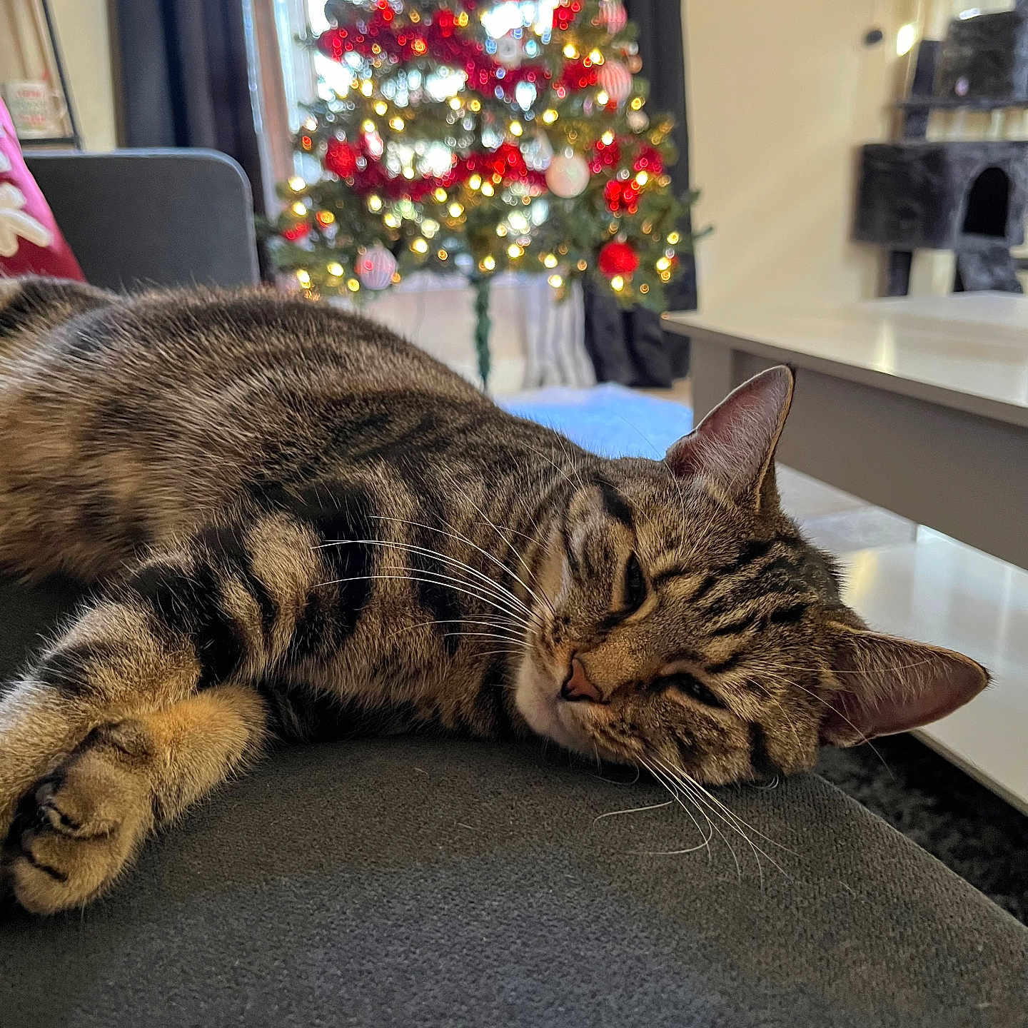 Chloe joined the competition — help win amazing prizes! abyssinian, animal, architecture, building, cat, chair, clothing, couch, footwear, furniture, hardwood, indoors, kitten, livingroom, manx, person, pet, room, shoe, wood