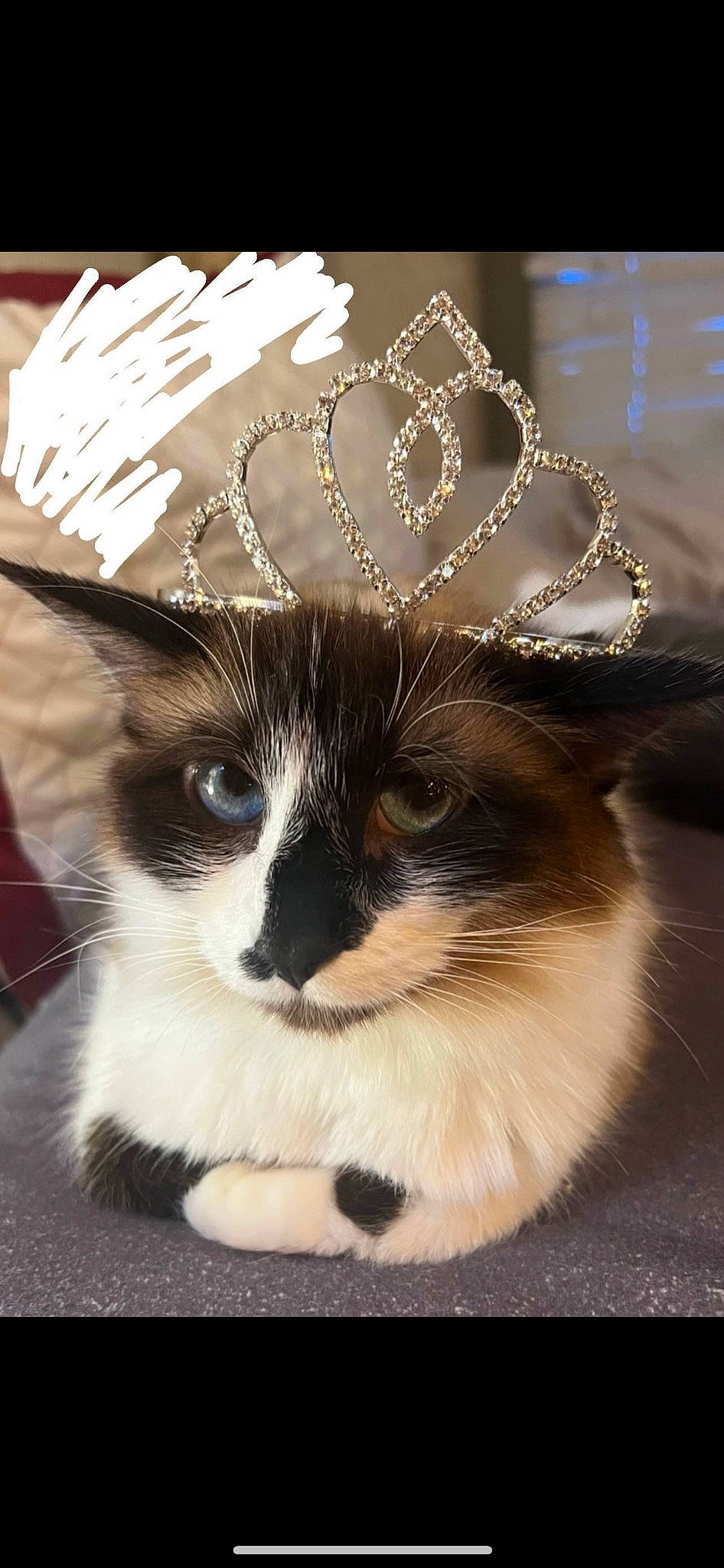 Princess is registered to the contest to win money with this photo: carnivore, cat, costume_hat, domestic_short_haired_cat, eyewear, fashion_accessory, felidae, font, fur, hat, paw, photo_caption, small_to_medium_sized_cats, snout, tail, whiskers