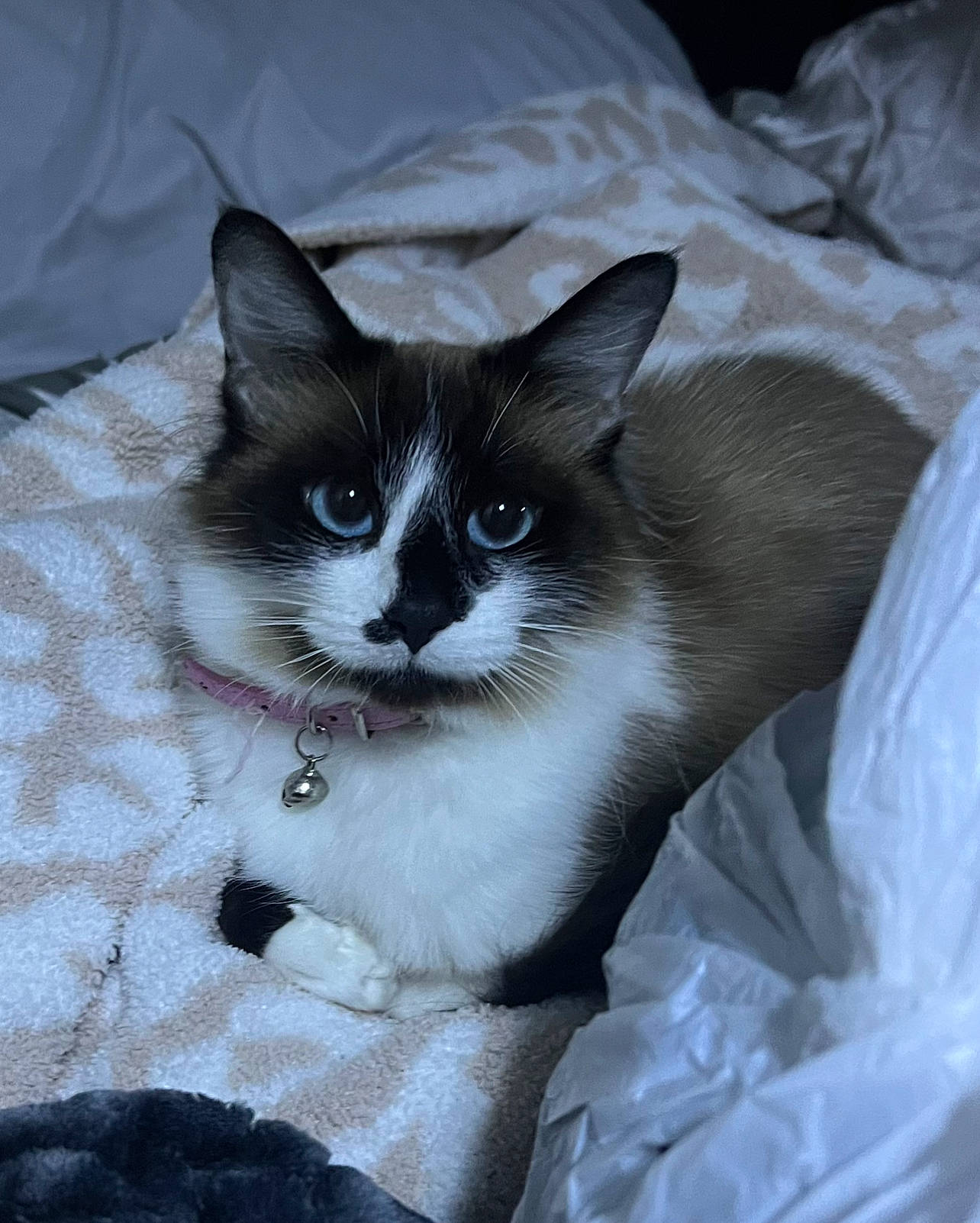 Princess joined the competition — help win amazing prizes! box, carnivore, cat, cat_supply, comfort, domestic_short_haired_cat, fawn, felidae, fur, grey, hair, human_body, paw, sitting, small_to_medium_sized_cats, snout, tail, tree, whiskers, window