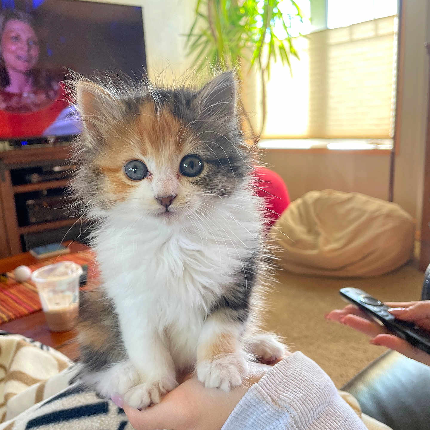 Emerson is registered to the contest to win money with this photo: kitten, calico, cat, hand, indoor, living_room, bean_bag, plant, television, person, remote_control, cozy, fluffy, cute, pet, feline, curious, young, animal, domestic