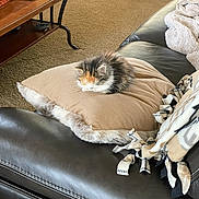 Emerson is registered to the contest to win money with this photo: cat, calico_cat, pillow, couch, leather_couch, blanket, carpet, coffee_table, remote_control, indoor, nap, sleeping, cozy, fur, pet, living_room, home, furniture, resting, calm