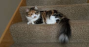 Emerson joined the competition — help win amazing prizes! animal, calico, carpet, cat, cozy, cute, domestic, ears, feline, fur, home, indoor, looking, pet, relaxed, resting, stairs, step, tail, whiskers