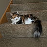 Emerson joined the competition — help win amazing prizes! cat, calico, stairs, carpet, indoor, pet, animal, feline, tail, relaxed, home, cozy, fur, whiskers, ears, resting, looking, step, domestic, cute
