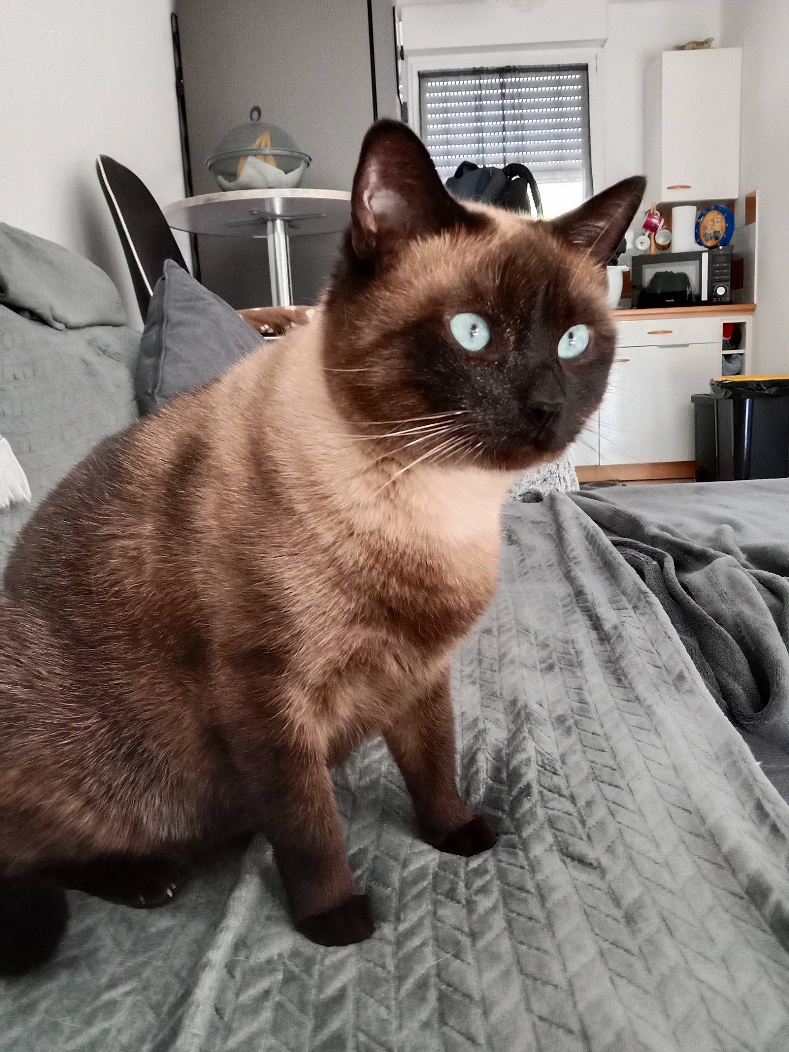 Yuji participe au concours pour gagner de l'argent avec cette photo : carnivore, cat, comfort, domestic_short_haired_cat, fawn, felidae, flooring, fur, lamp, shelf, siamese, small_to_medium_sized_cats, snout, tail, terrestrial_animal, whiskers, window