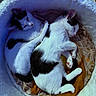 Gizmo And Luna is registered to the contest to win money with this photo: animal, black_and_white, blanket, cats, companionship, cozy, cuddling, curled_up, fluffy_bed, fur, indoors, kittens, nap, paws, pet_bed, portrait, relaxed, sleeping, tuxedo_cats, whiskers