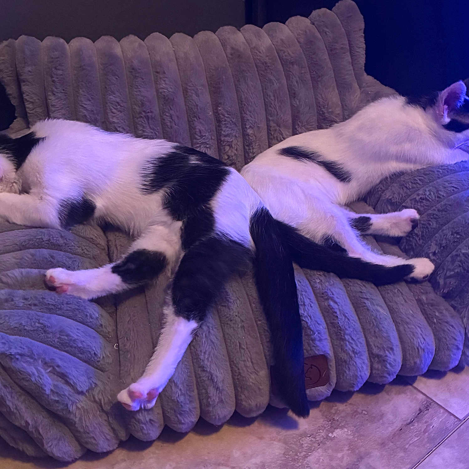 Gizmo And Luna joined the competition — help win amazing prizes! animals, black_and_white, blanket, blue_lighting, cats, cozy, cushion, furniture, home, indoor, long_tail, lounging, pets, photography, plush, purple_lighting, relaxed, resting, sleeping, two_cats