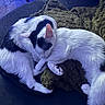 Gizmo And Luna is registered to the contest to win money with this photo: animal, black_and_white, blanket, blue_lighting, cats, chair, cozy, cuddling, cute, ears, furry, indoor, long_tail, paws, pets, portrait, relaxed, resting, sleeping, whiskers