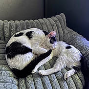 Gizmo And Luna is registered to the contest to win money with this photo: animal, black_and_white, cat, cats, chair, cozy, cuddling, curled_up, cushion, ears, furry, indoor, pets, photography, plush, relaxed, resting, sleeping, tail, whiskers