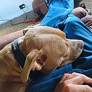 Lucy is registered to the contest to win money with this photo: blue_jeans, brown_couch, brown_dog, carpet, casual, close_up, comfort, dog, dog_collar, furniture, hand, home, indoors, lap, leisure, person, pet, relaxation, resting, toy