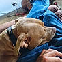 blue_jeans, brown_couch, brown_dog, carpet, casual, close_up, comfort, dog, dog_collar, furniture, hand, home, indoors, lap, leisure, person, pet, relaxation, resting, toy