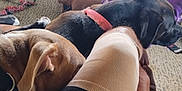 Lucy is registered to the contest to win money with this photo: bandage, black_dog, black_shorts, brown_dog, cable, carpet, casual, collar, couch, dog, furniture, indoor, leg, living_room, person, relaxing, resting, slippers, television, toy