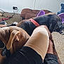 bandage, black_dog, black_shorts, brown_dog, cable, carpet, casual, collar, couch, dog, furniture, indoor, leg, living_room, person, relaxing, resting, slippers, television, toy