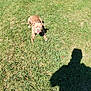 Lucy is registered to the contest to win money with this photo: animal, brown_dog, canine, daytime, dog, ears, grass, grass_field, lawn, leisure, muzzle, nature, outdoor, park, pet, relaxing, shadow, sunlight, sunny, tongue