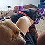 Lucy is registered to the contest to win money with this photo: animal, bandage, black_dog, brown_dog, carpet, casual, couch, dog, dogs, footwear, human_leg, indoor, lap, living_room, person, pet, purple_slippers, relaxation, resting, television