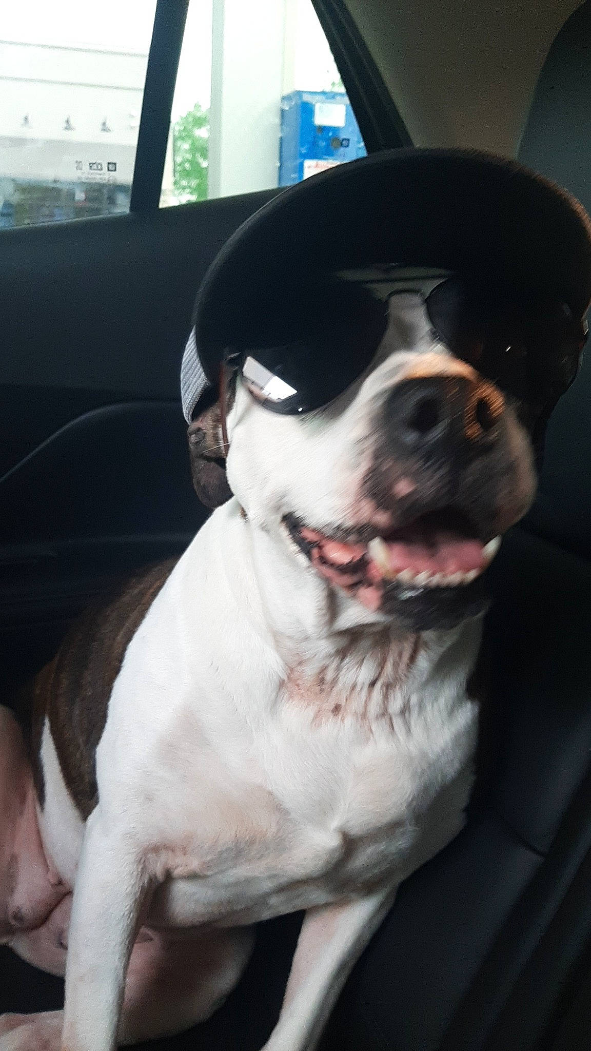 Jersey is registered to the contest to win money with this photo: canidae, car, carnivore, collar, companion_dog, dog, dog_breed, dog_collar, fang, fur, giant_dog_breed, molosser, non_sporting_group, sporting_group, vehicle_door, whiskers, window, working_animal, working_dog