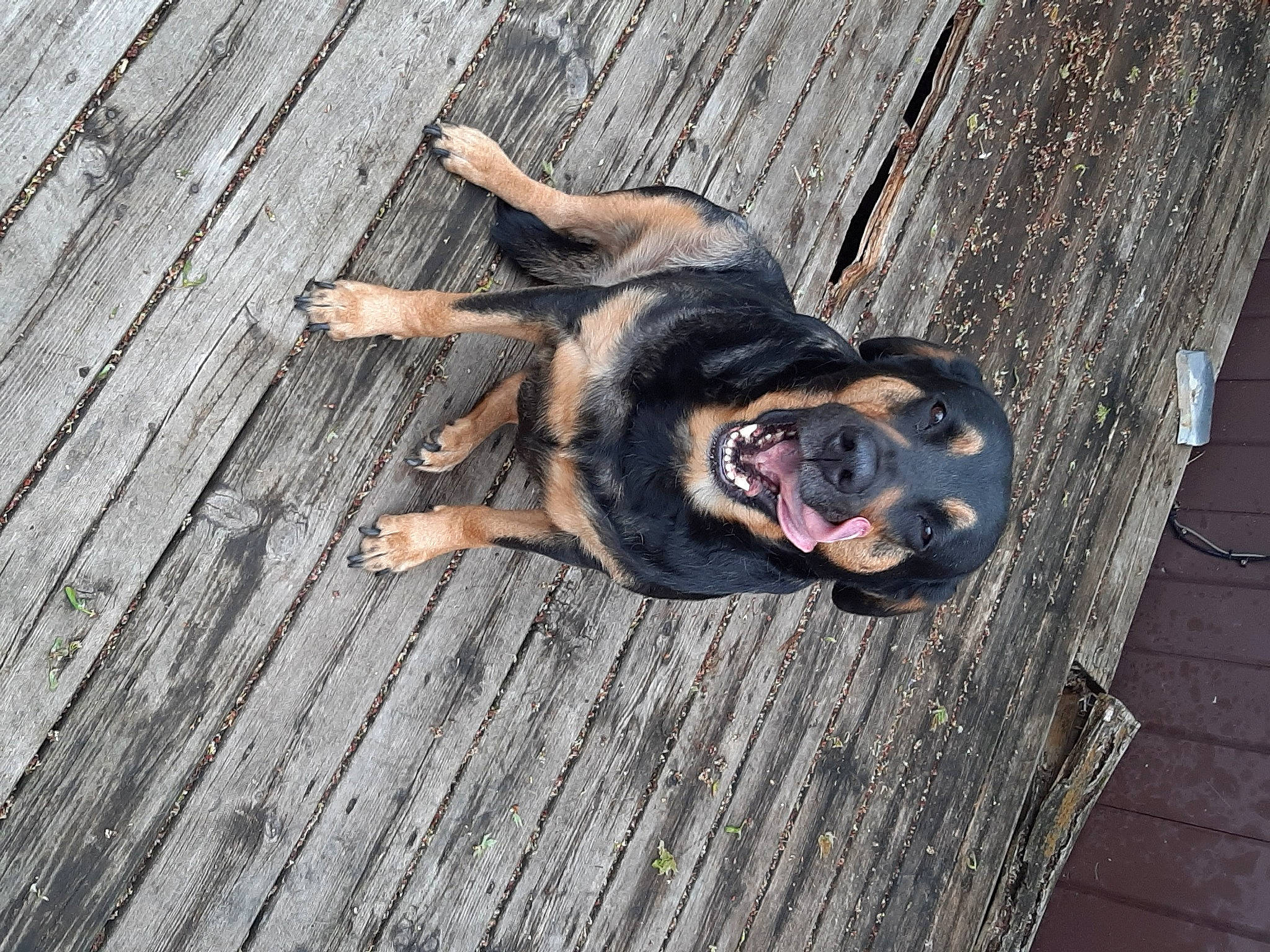 Suh joined the competition — help win amazing prizes! adventure, canidae, carnivore, companion_dog, dog, dog_breed, fawn, flooring, fun, grass, guard_dog, hardwood, paw, plank, smile, snout, sporting_group, wood, working_animal, working_dog