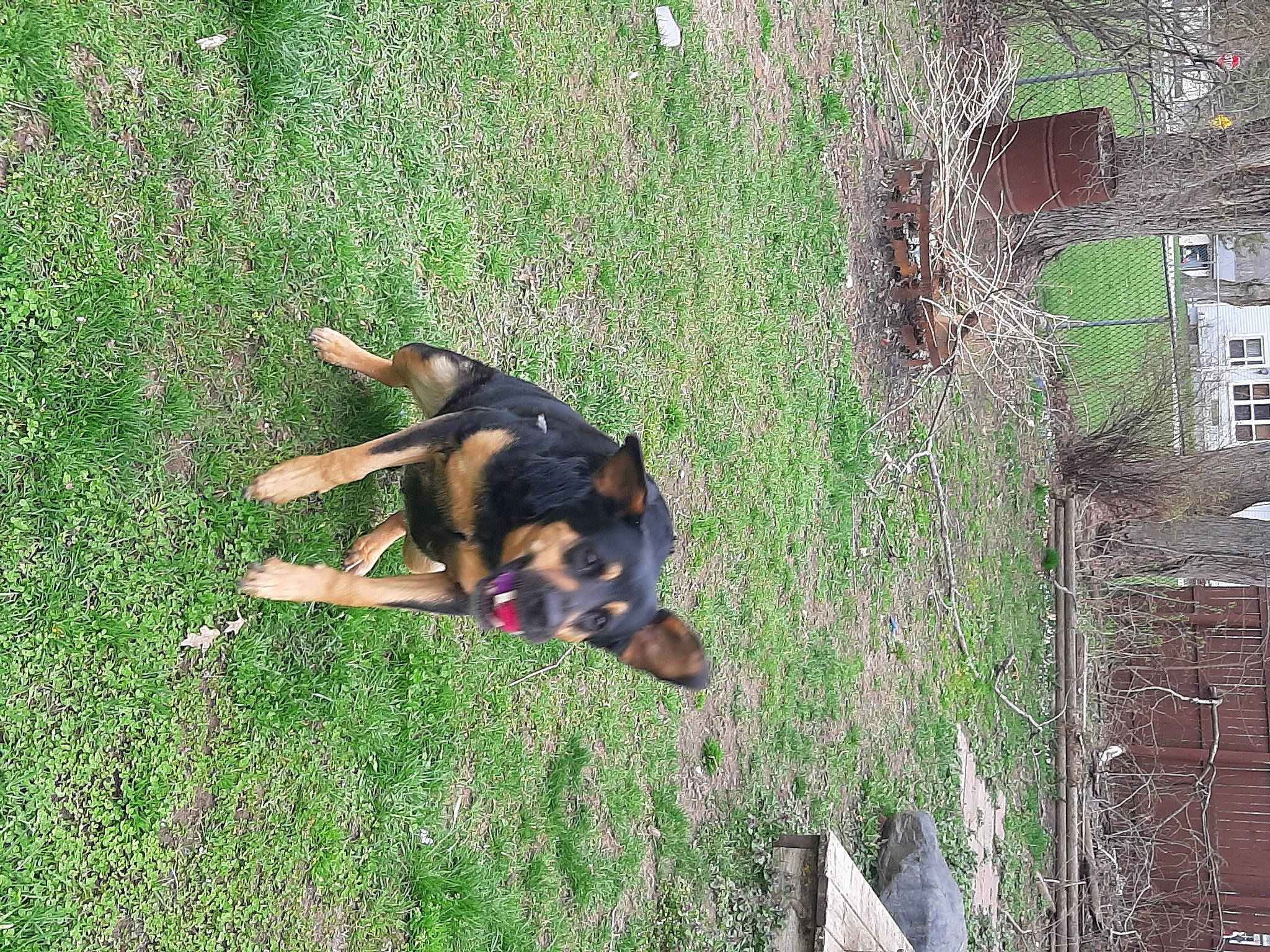 Suh is registered to the contest to win money with this photo: canidae, carnivore, companion_dog, dog, dog_breed, fawn, grass, guard_dog, hunting_dog, plant, sporting_group, tree, trunk, window, working_dog