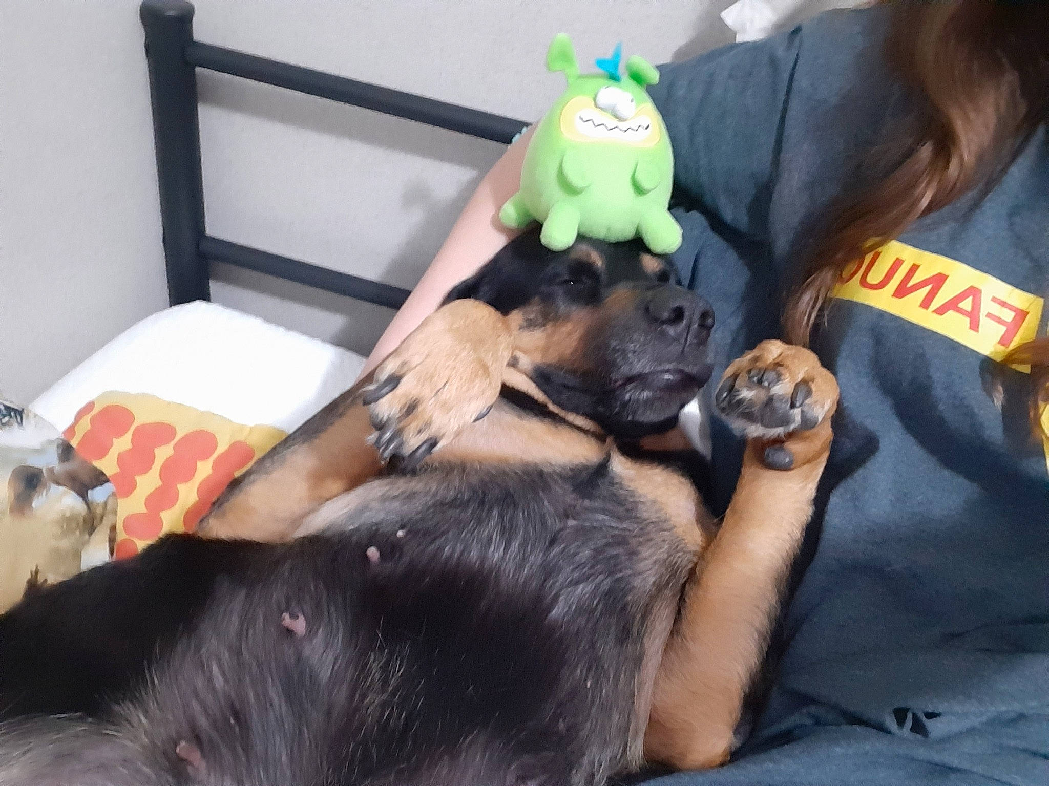 Suh joined the competition — help win amazing prizes! canidae, carnivore, comfort, companion_dog, dog, dog_breed, fawn, fur, gesture, guard_dog, paw, plush, room, sporting_group, stuffed_toy, toy, toy_dog, working_animal, working_dog, wrist