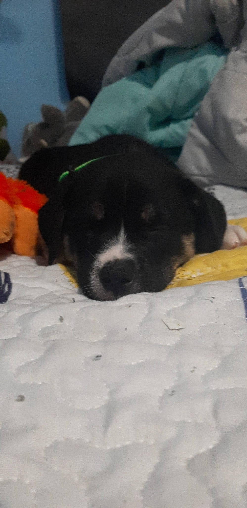 Harley joined the competition — help win amazing prizes! beaglier, bored, canidae, carnivore, comfort, companion_dog, dog, dog_breed, dog_supply, fur, linens, nap, non_sporting_group, puppy, snout, snow, sporting_group, terrestrial_animal, whiskers, working_animal