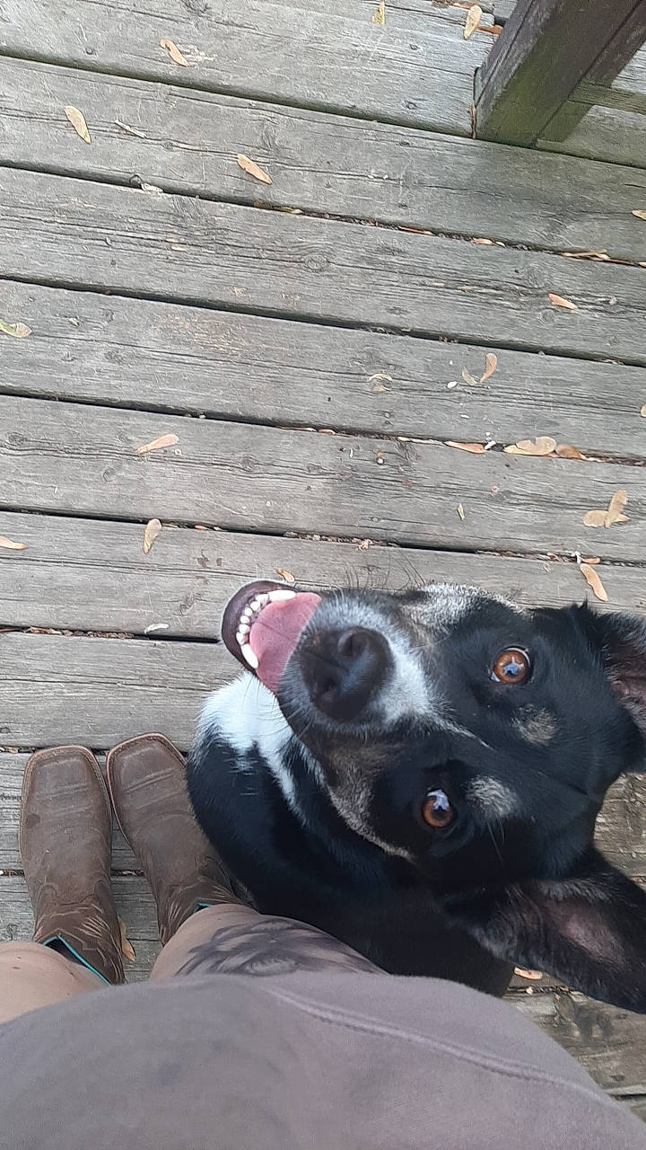 Harley is registered to the contest to win money with this photo: ball, canidae, carmine, carnivore, comfort, companion_dog, dog, dog_breed, dog_collar, fawn, foot, fur, grey, paw, road_surface, sitting, tints_and_shades, whiskers, wood, working_animal