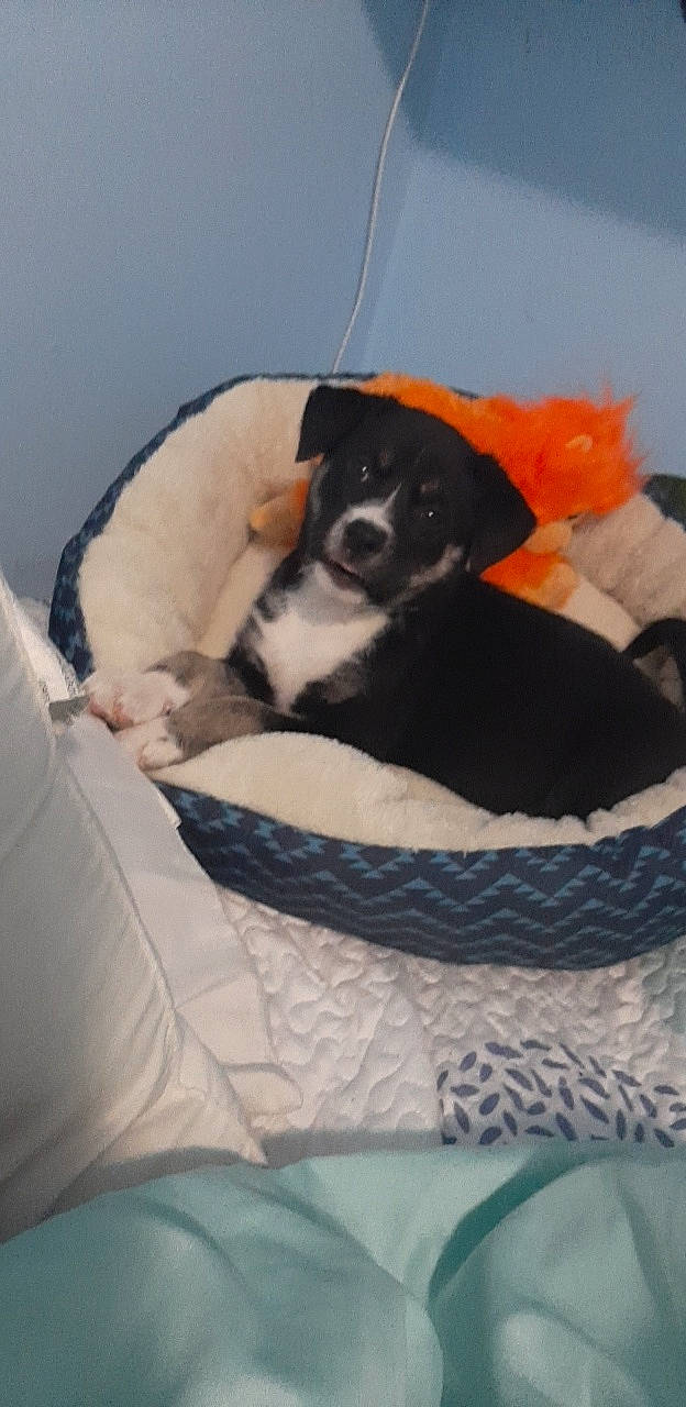 Harley joined the competition — help win amazing prizes! bed, blanket, canidae, carnivore, comfort, companion_dog, dog, dog_bed, dog_breed, dog_supply, fawn, fur, linens, nap, paw, pet_supply, sporting_group, terrestrial_animal, toy_dog, working_animal