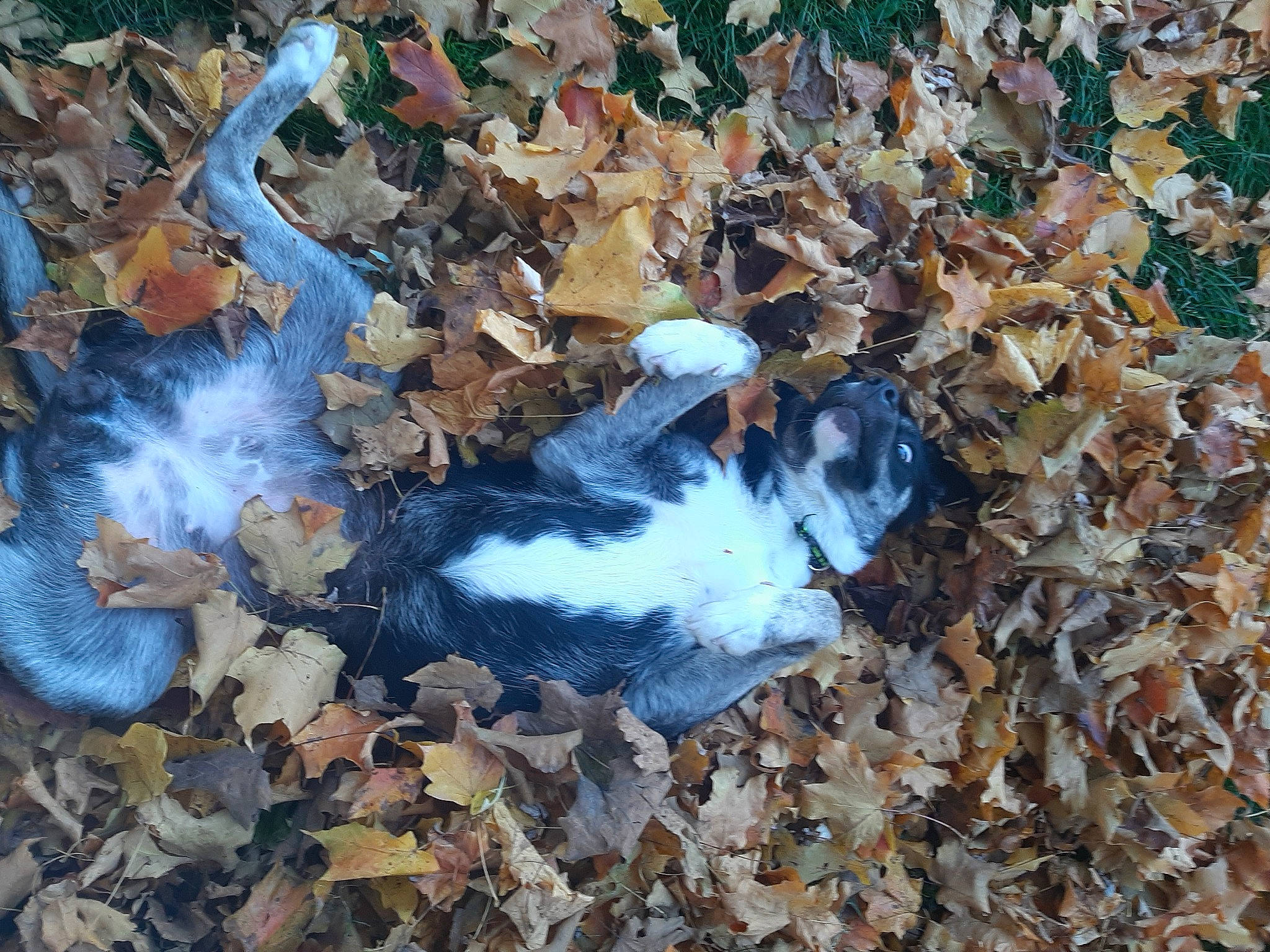 Harley joined the competition — help win amazing prizes! asphalt, autumn, cotton, deciduous, fur, grass, leaf, litter, organism, plant, pollution, rock, soil, tree, twig, waste, water, wood